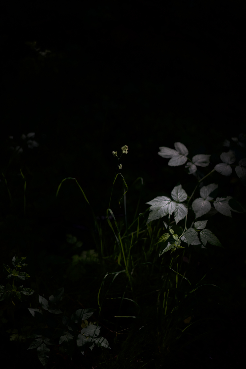 Image gallery